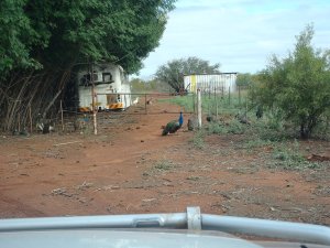 Interesting Birdlife at Sandfire Roadhouse
