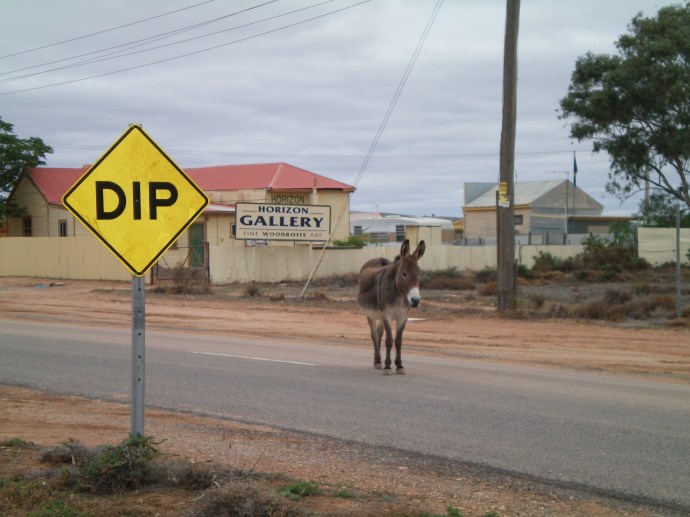 This guy came to greet us