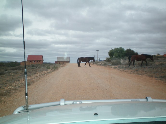 Horses roam free at Silverton