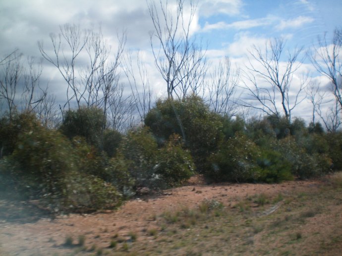 View of Dead trees due to the drought  with new growth due to recent rain