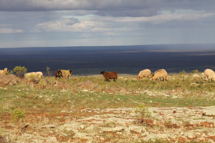 Next Week's Lamb Dinner