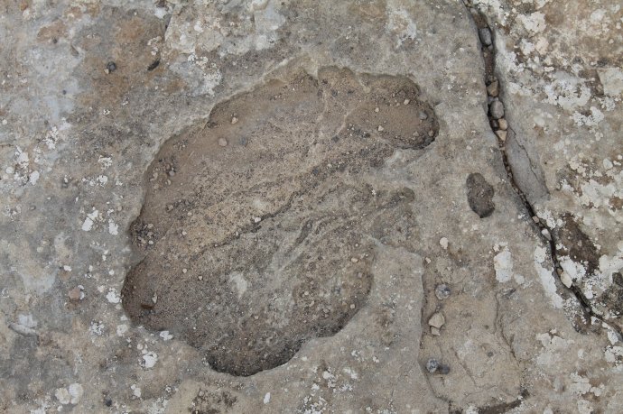 Is this a dinosaur footprint?