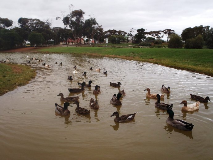 Ducks at Victoria Park came to greet us