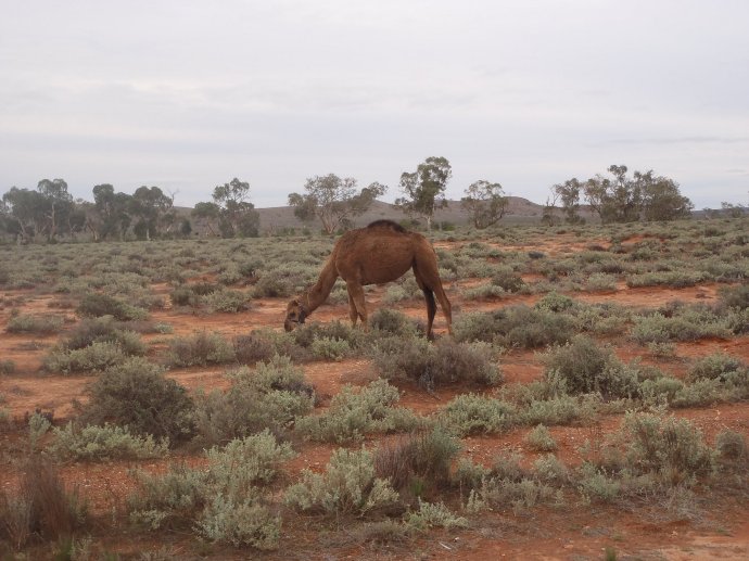 Camels roaming beside the road