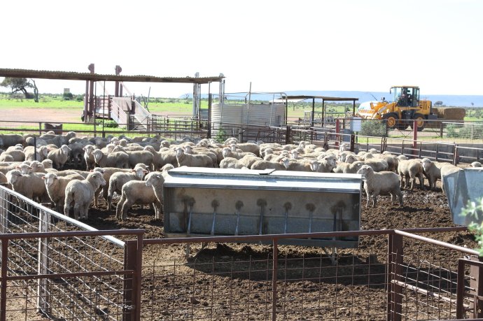 Sheep Yards at Nuttbush