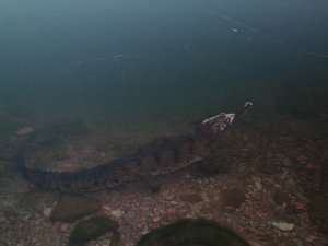 George the Crocodile