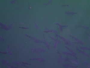 Hundreds of Fish at Pumphouse Cafe