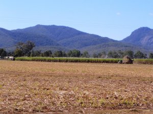 Cane Harvesting outside Mackay