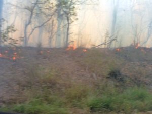 The fire burnt through over 100 hectares