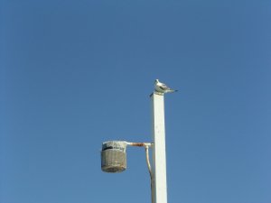 Not Quite a Pelican at Urangan Pier
