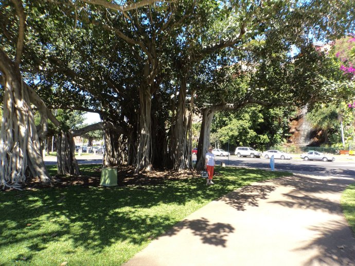 Magnificent Trees Along The Strand