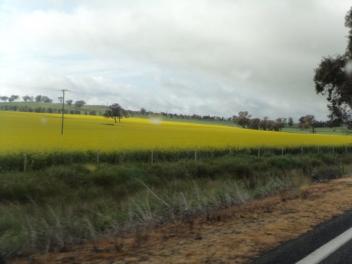 Canola on the way to Boorowa
