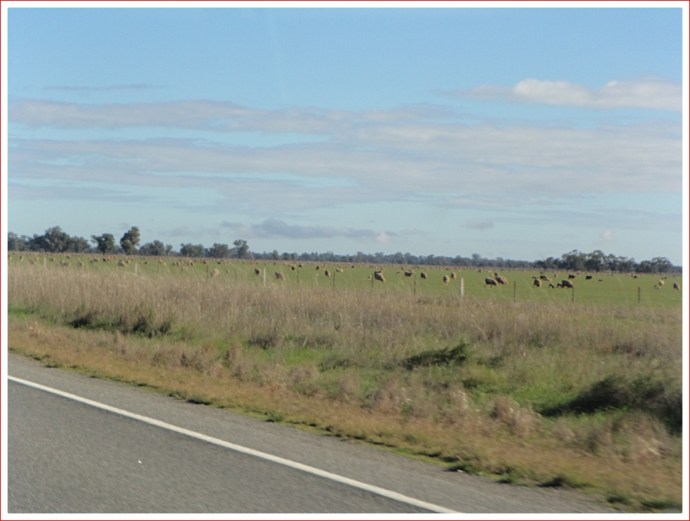 Typical landscape north of Narrandera