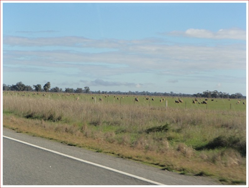 Typical landscape north of Narrandera