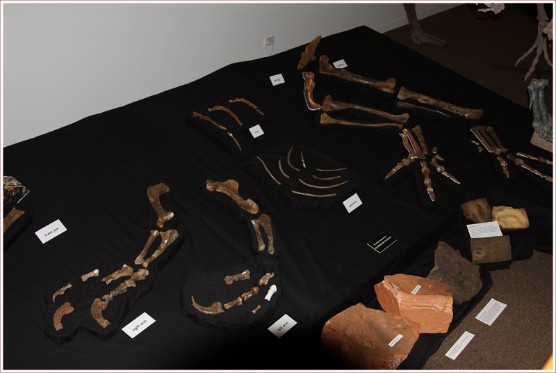 Bones etc on Display at the Dinosaur Centre near Winton