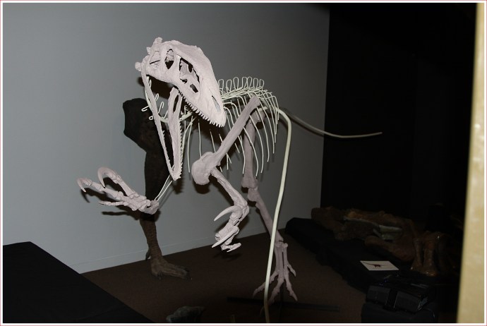 Bones etc on Display at the Dinosaur Centre near Winton