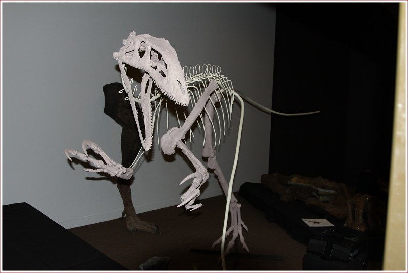 Bones etc on Display at the Dinosaur Centre near Winton