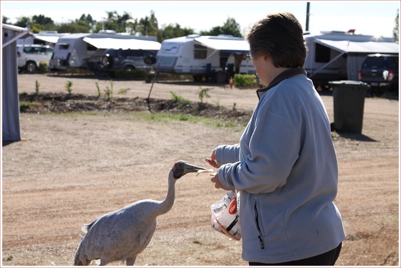 Feeding the Brolgas at the Longreach Caravan Park