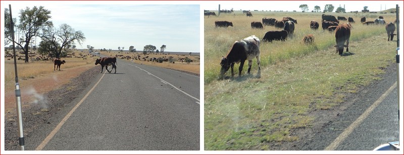 Cattle on the Highway near St George