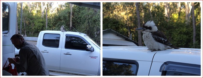 Supervising Kookaburra