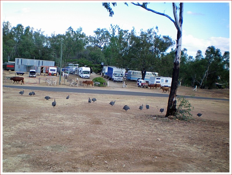 The Locals Join Us at Sapphire