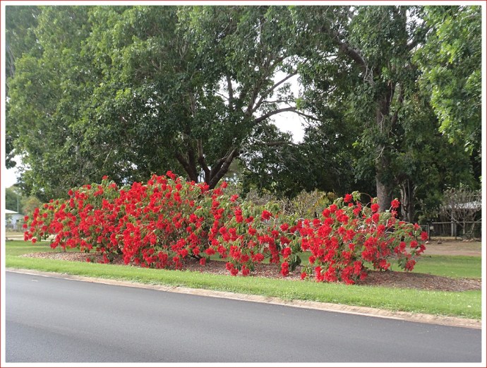 Beautiful Poinsettias by the roadside in Charters Towers