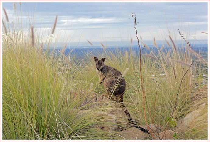 Friendly Rock Wallaby at Towers Hill