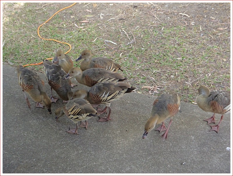 Some of the permanent residents we share the caravan park with.