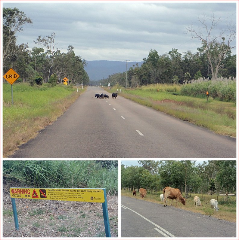 Pigs and cattle on the road and crocodile warning signs everywhere
