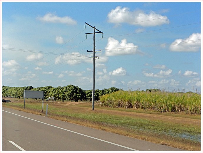 Mangoes and Sugar Cane on the way to Ayr