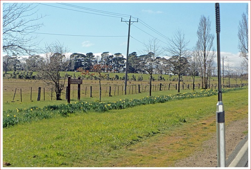 Daffodils along Kyneton's Golden Mile