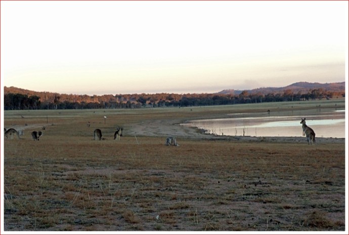 Kangaroos feeding at sunset by Lake Leslie