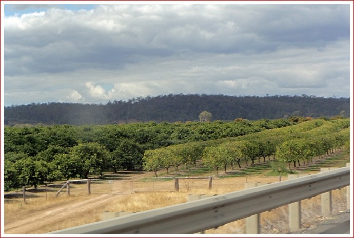 Orchards near Gin Gin