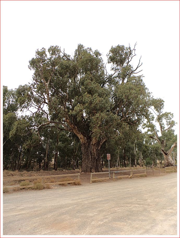 The Giant Gum Tree outside Orroroo.