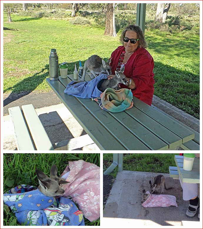 Remarkable lady who cares for orphaned joeys