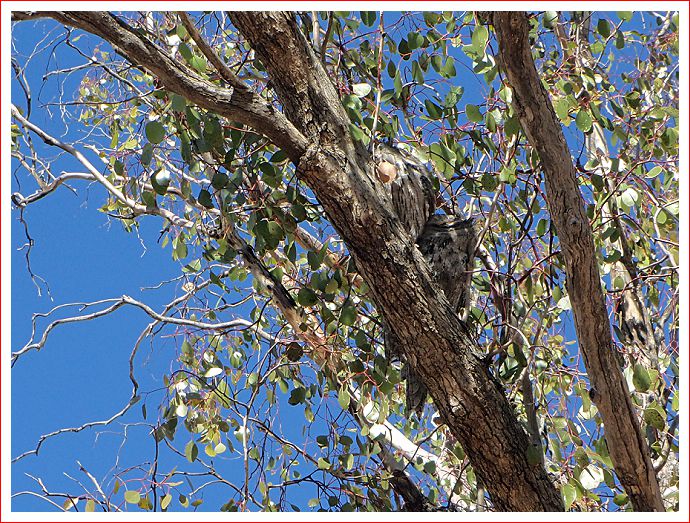 Two sleeping owls are very well camouflaged in the tree