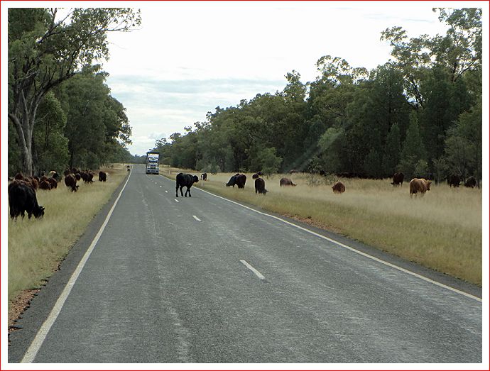 Cattle on the road