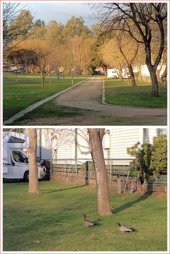 Bertha safe and sound at Painters Island with the ducks