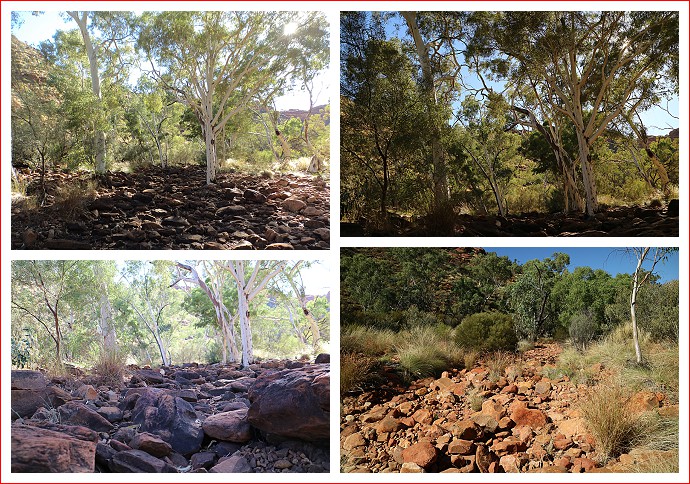 Scenes from the Kings Canyon Creek Walk