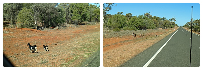 Day 92 – Bourke to Cobar | Shorty's RV Adventures